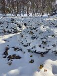 雪景