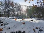 雪景