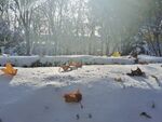 雪景