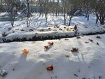 雪中