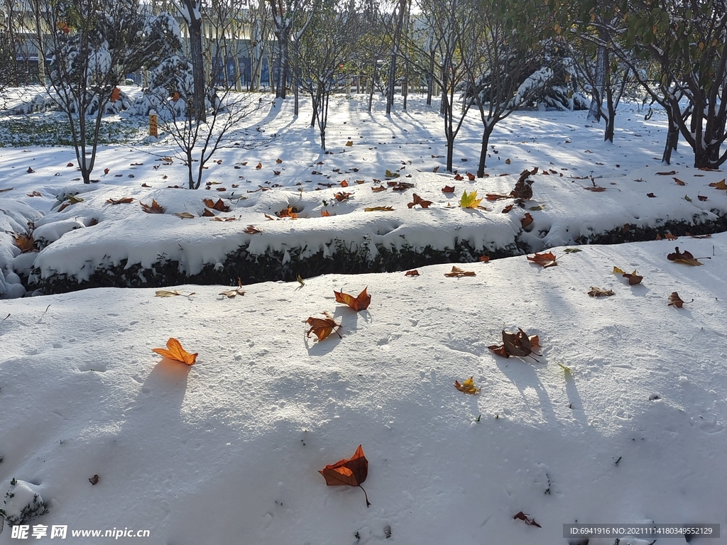 雪中