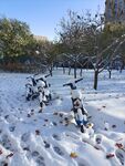 雪中小蓝车