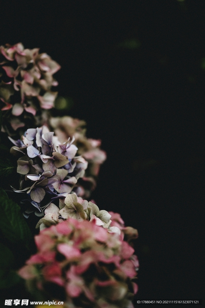 红蕾荚蒾