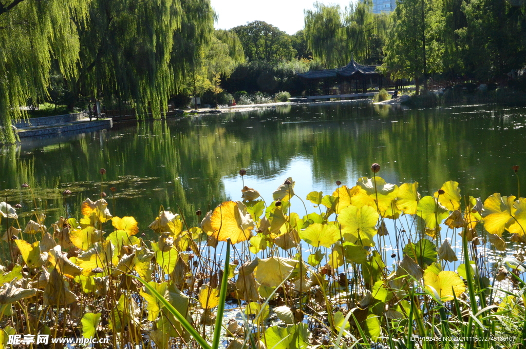 荷塘风景