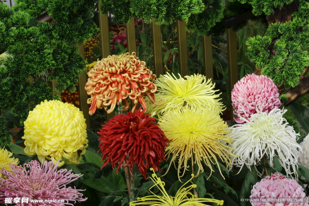 菊花 