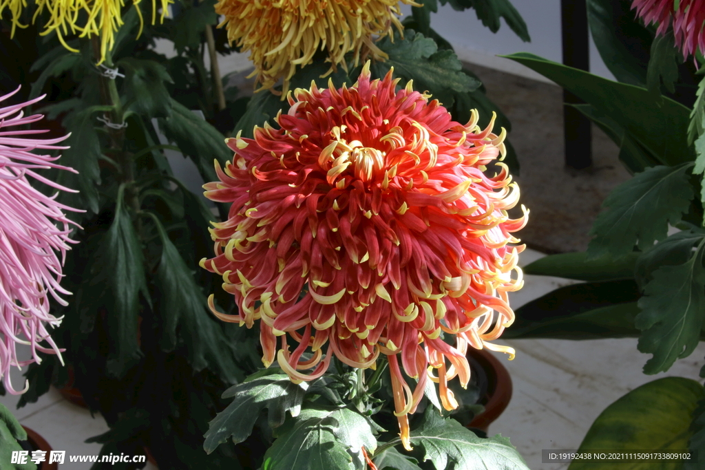 菊花