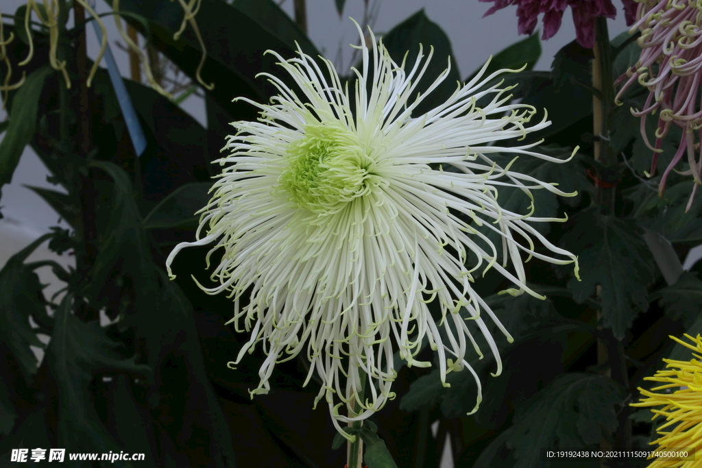 菊花 