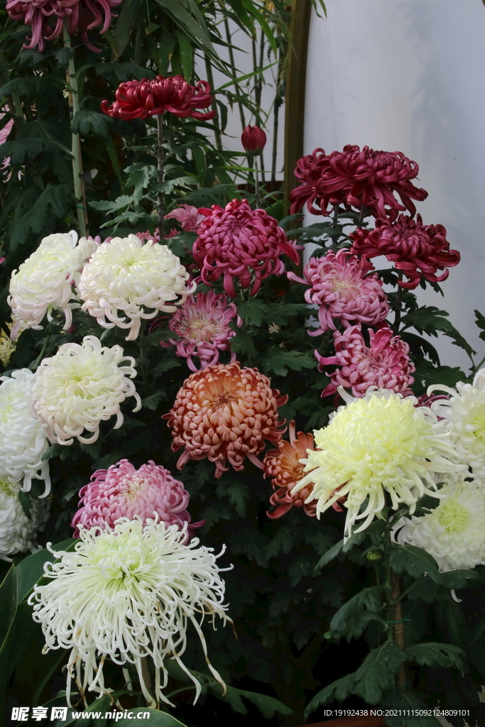 菊花 