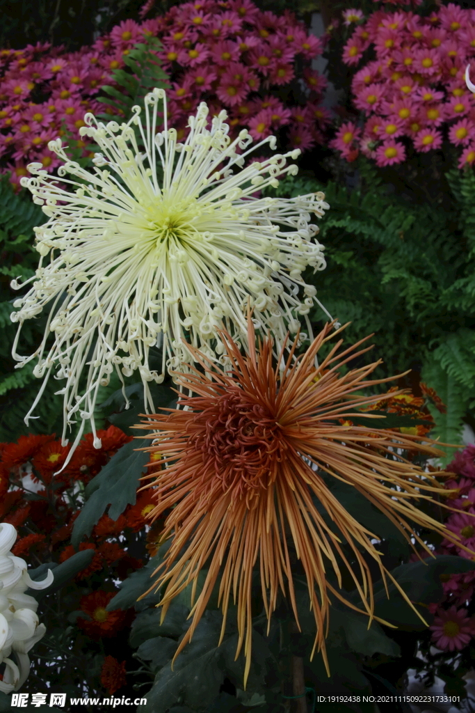 菊花