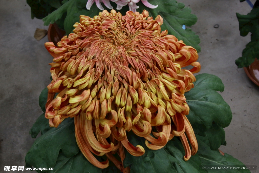 菊花 