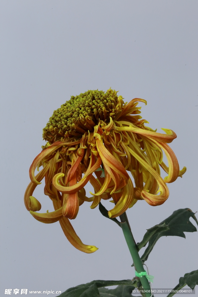 菊花 