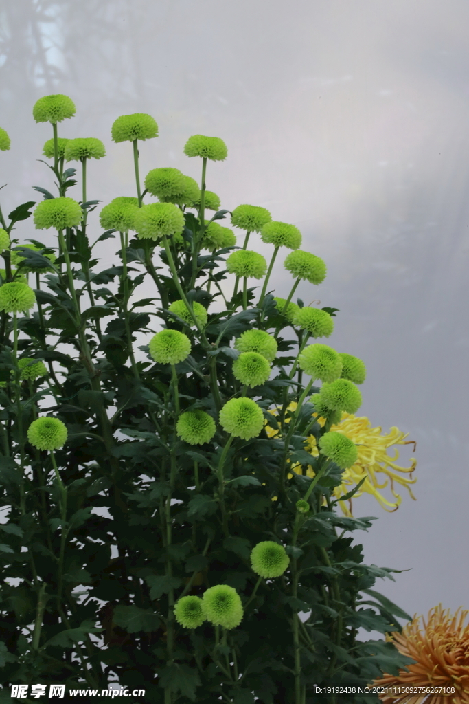菊花 