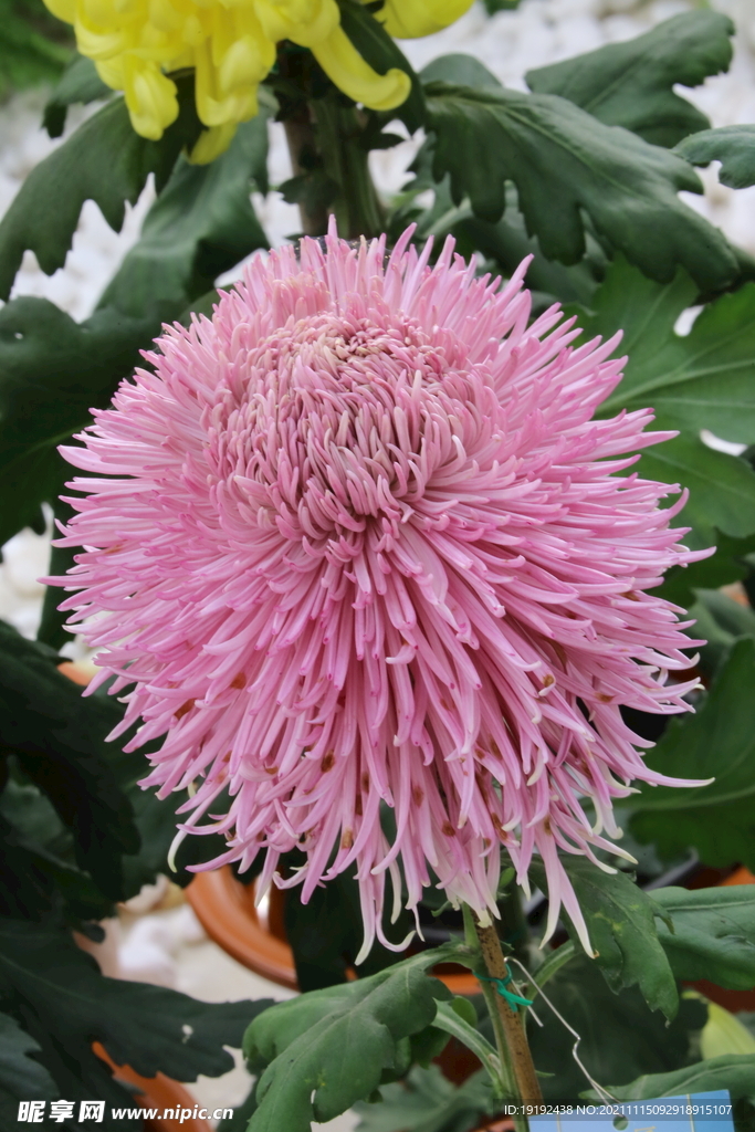 菊花