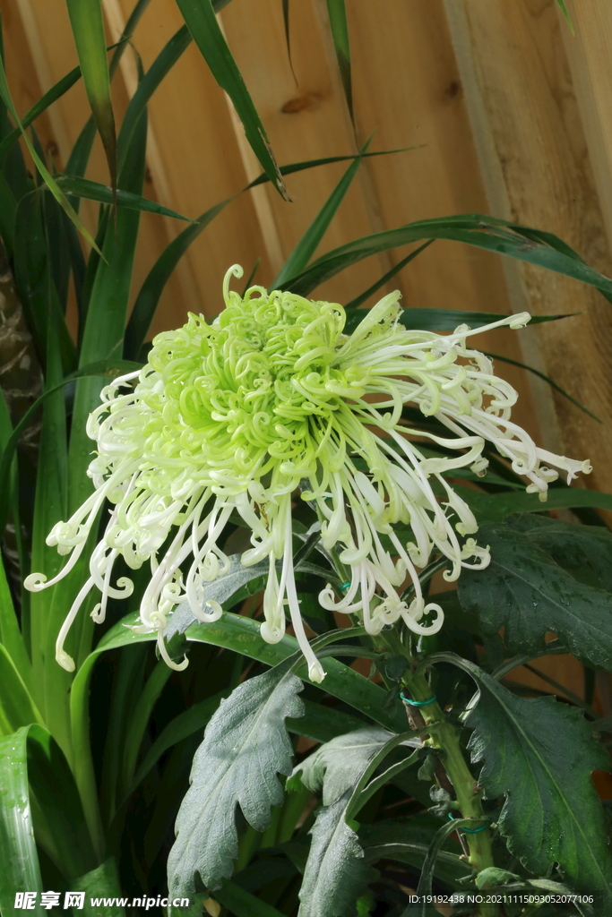 菊花
