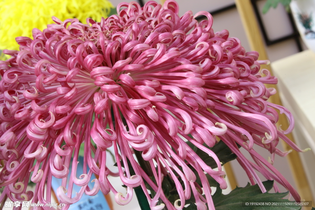 菊花 