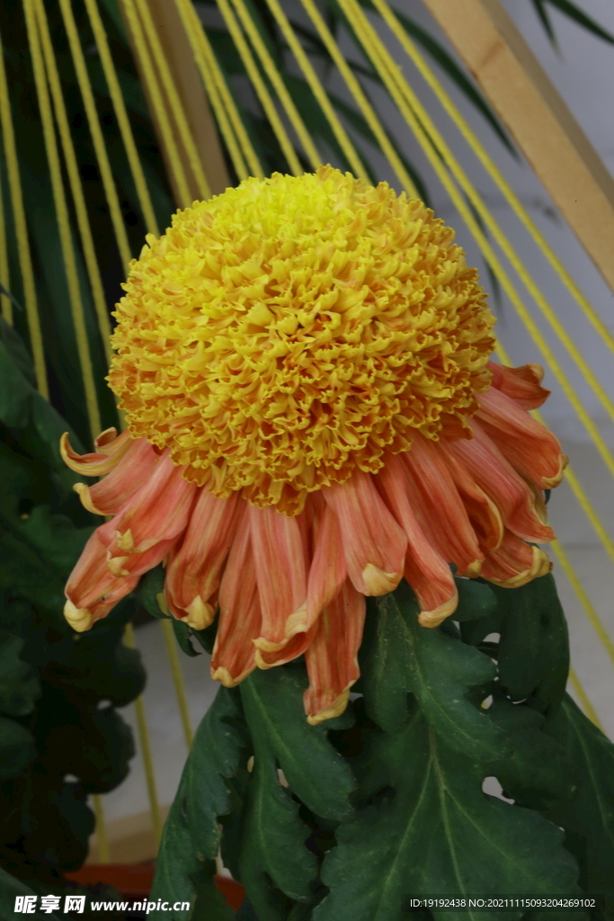 菊花 