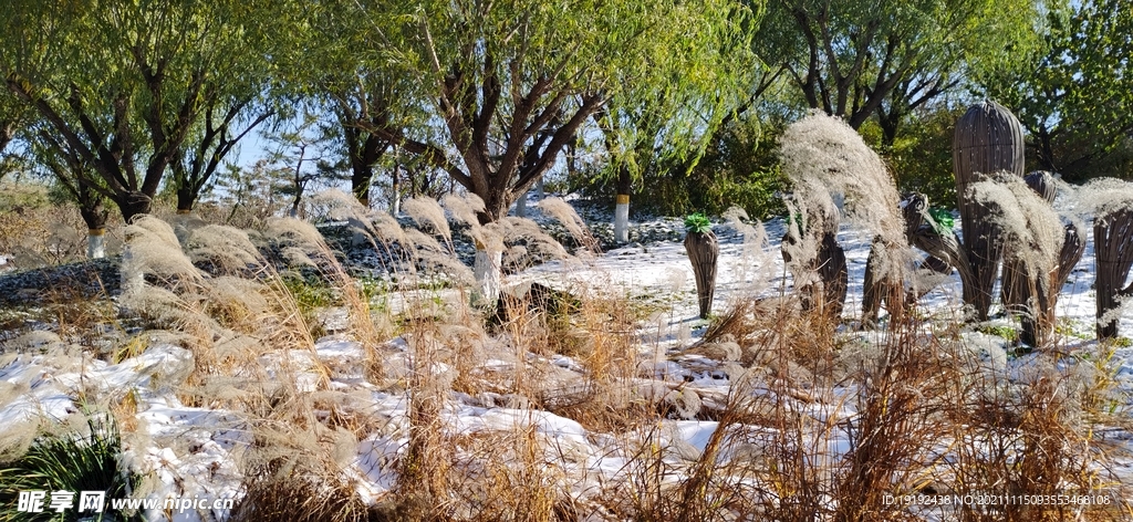 芒草风景 