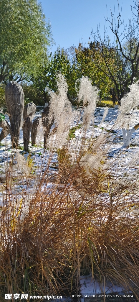 芒草风景