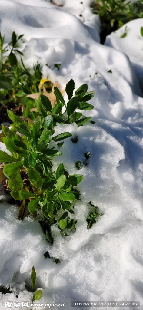 雪景 