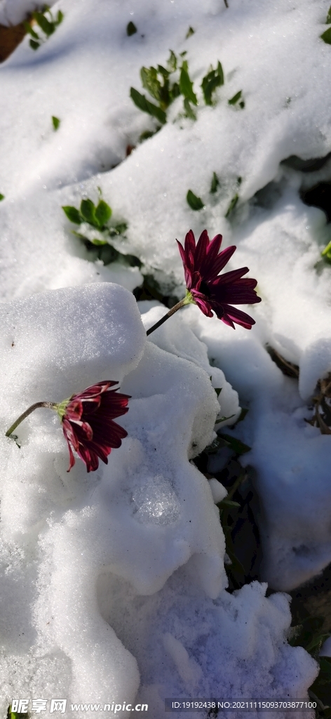  润雪