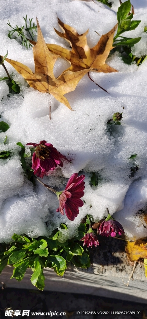 润雪 