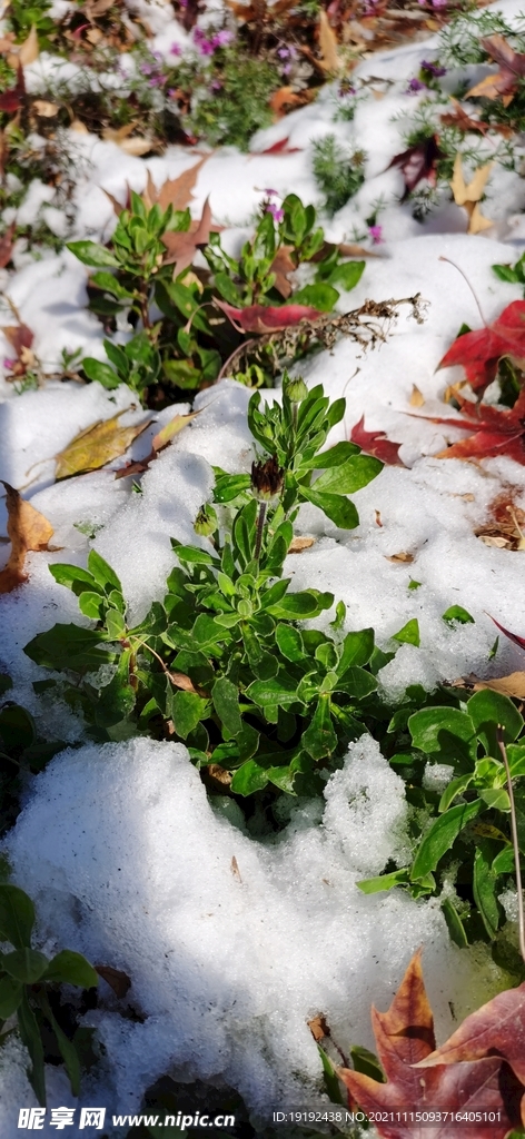 润雪 