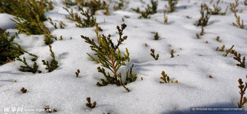 润雪 