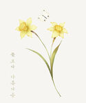花朵手绘水仙花水粉水彩
