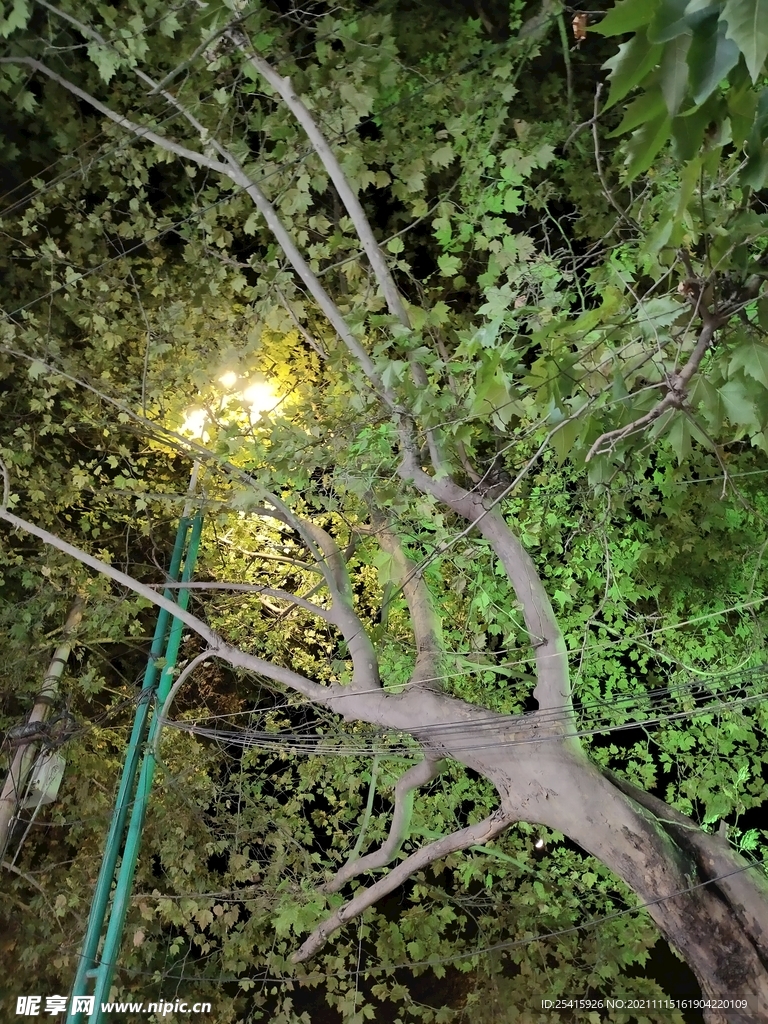 树