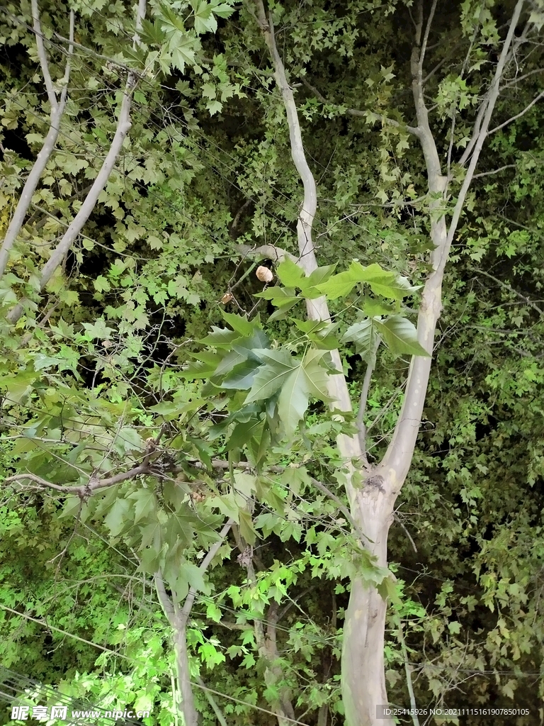 树