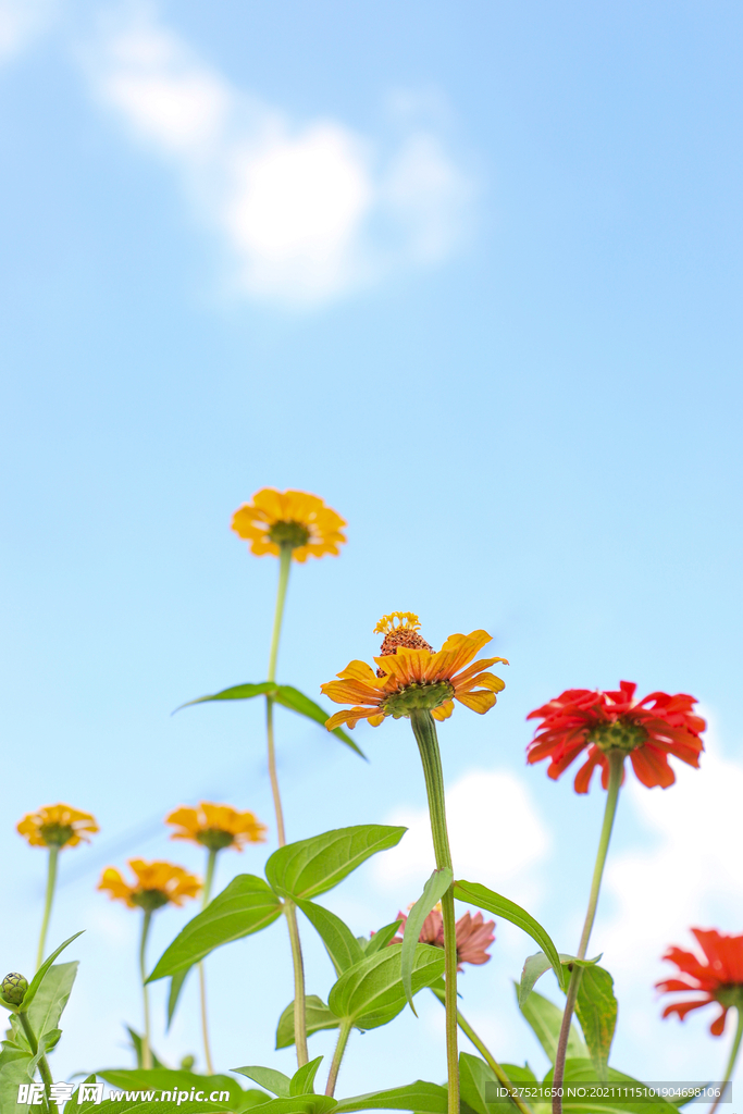 花