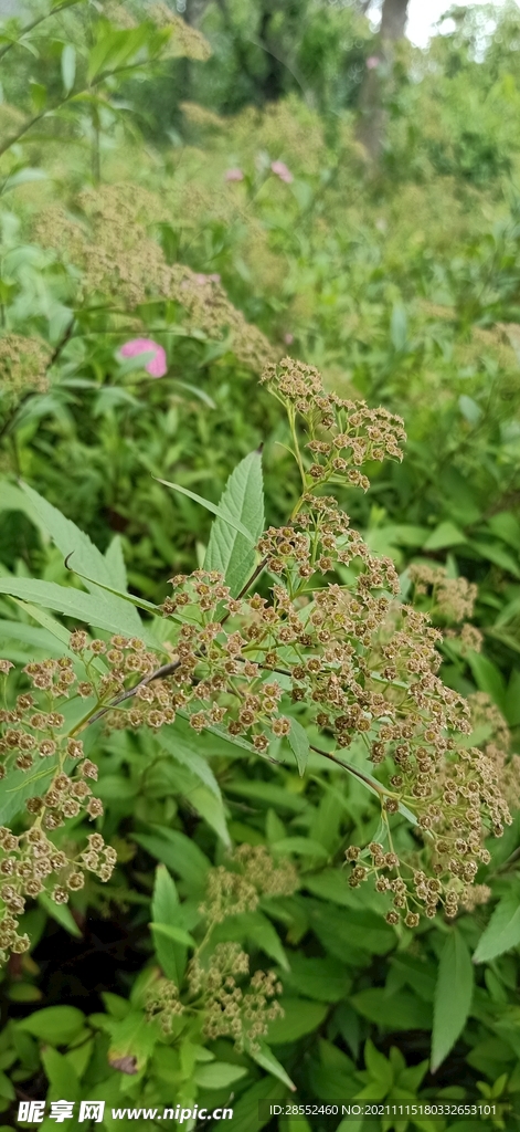 绿色的植物