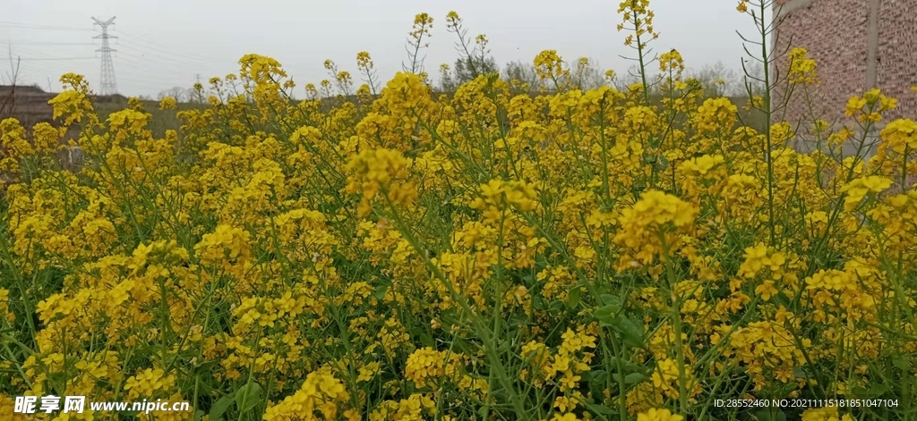 春天油菜花