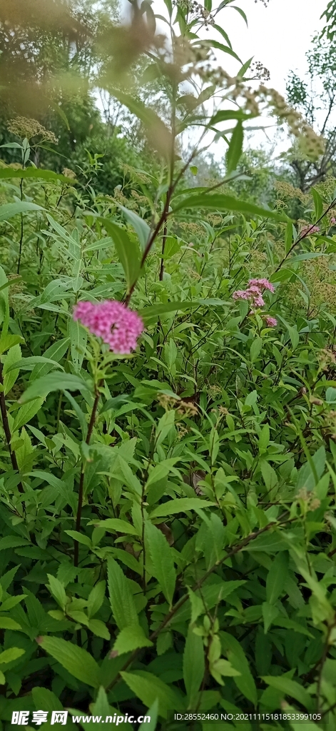 路边小野花