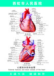 心脏图