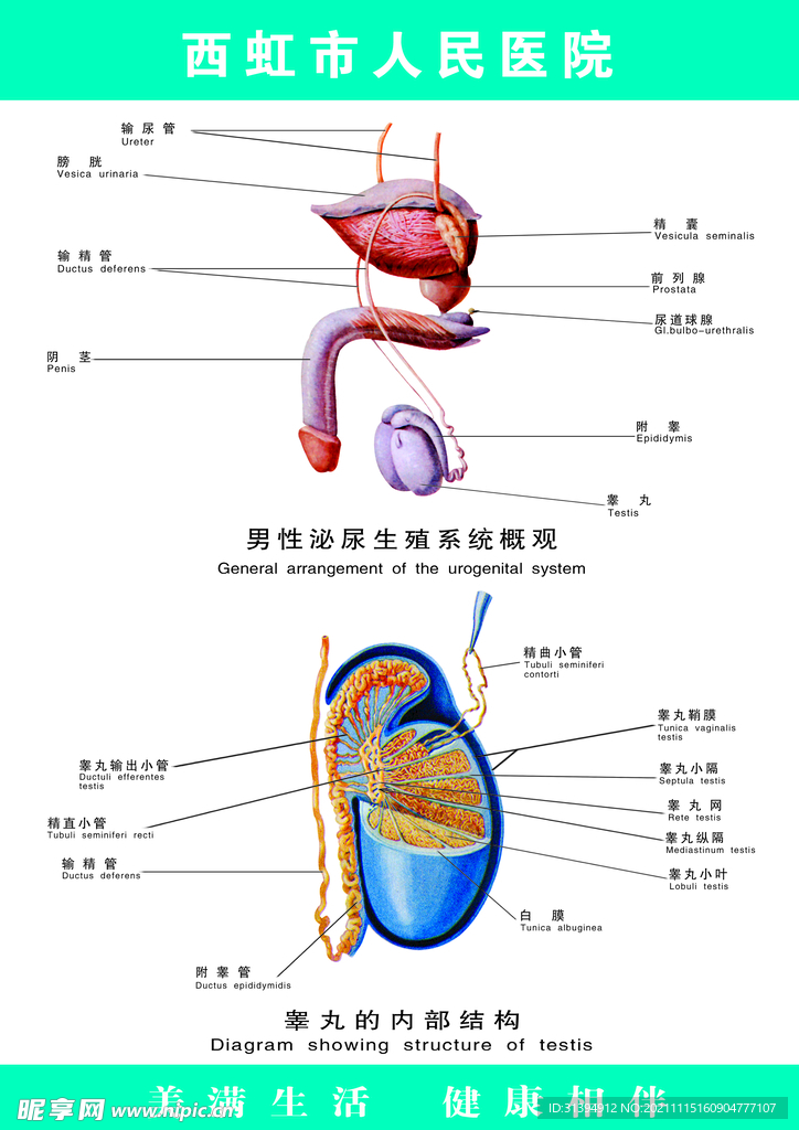睾丸图