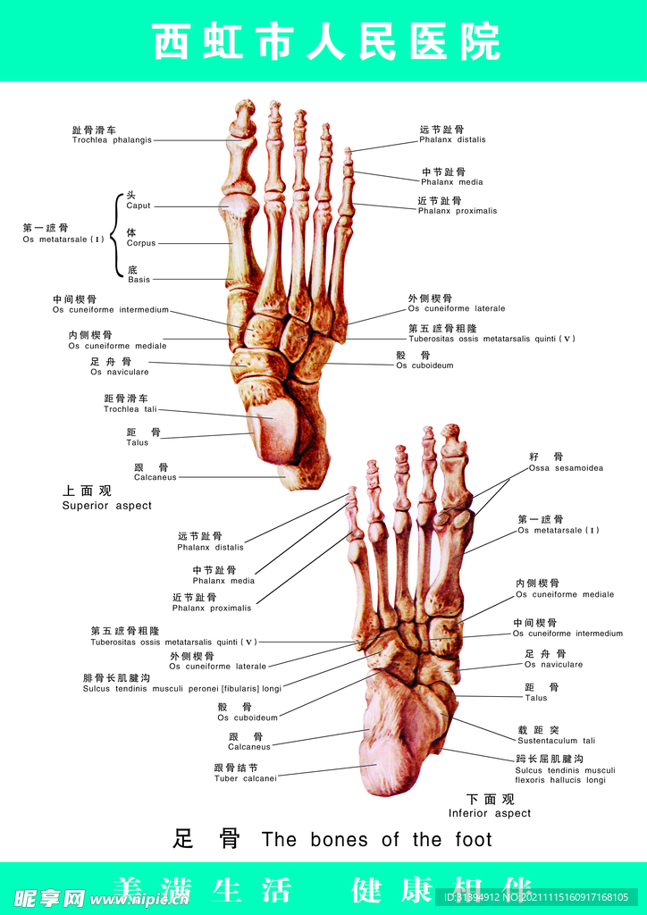 足骨图