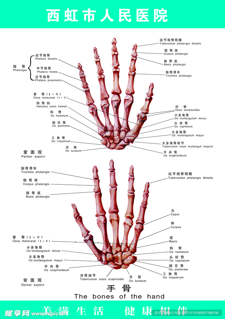 手骨图