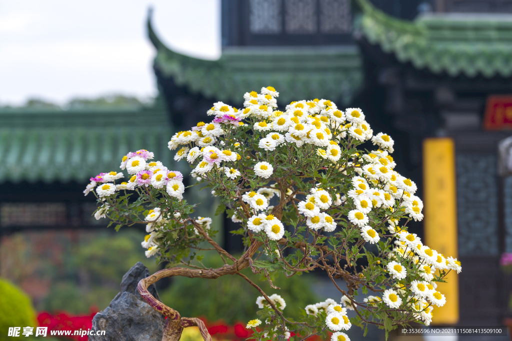 雏菊盆景