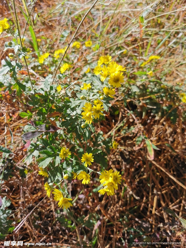 野菊花