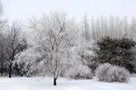 雪景