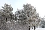 雪景