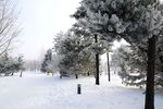 雪景