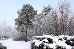 雪景