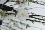 白色桃花