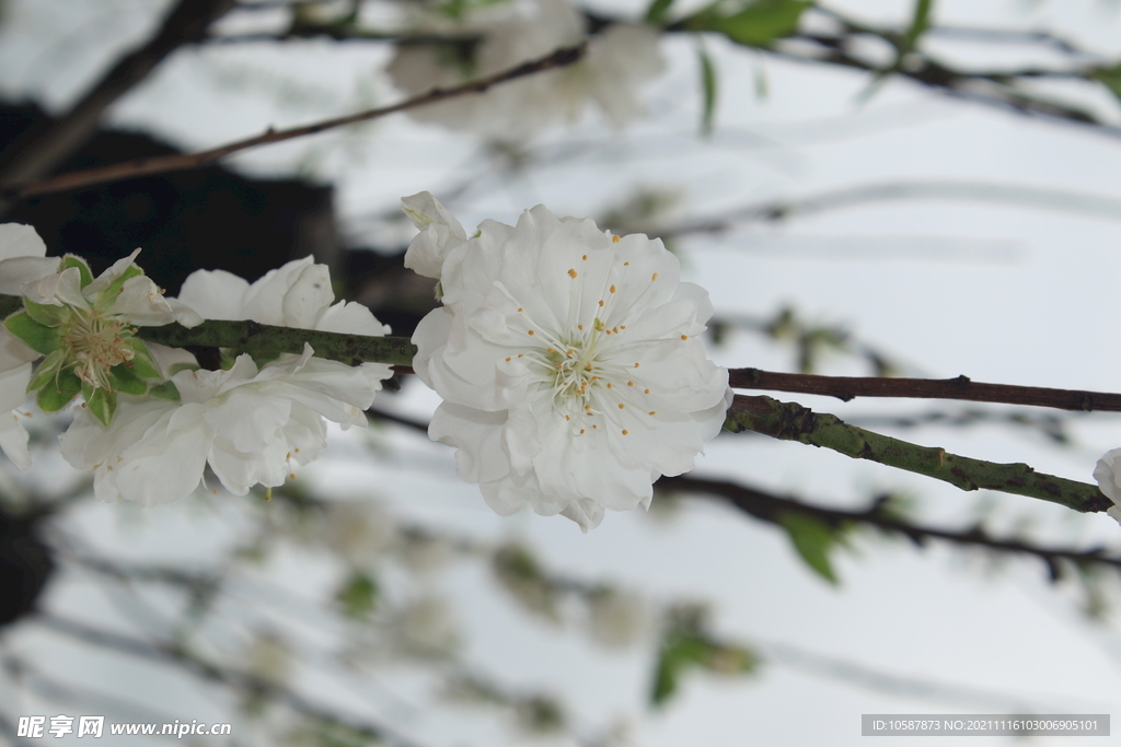 白色桃花