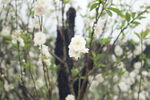 白色桃花