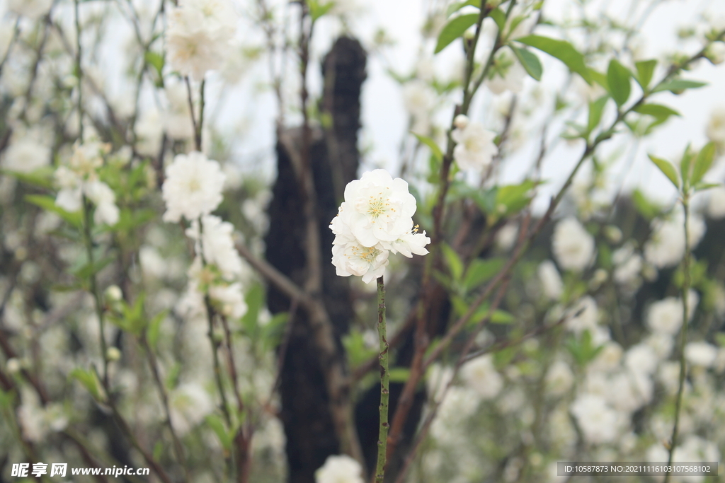 白色桃花