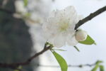 白色桃花
