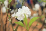 白色桃花